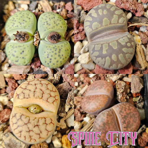 Lithops bundle (4 plants)