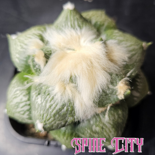 Ariocarpus Euro hybrid with waxy textured green skin, a soft woolly crown and short grafting stock.