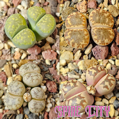 Lithops bundle 4 plants mixed stone appearance selection