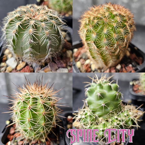 Cactus bundle of 4 Echinocereus species with great variety in form and spectacular flowers.