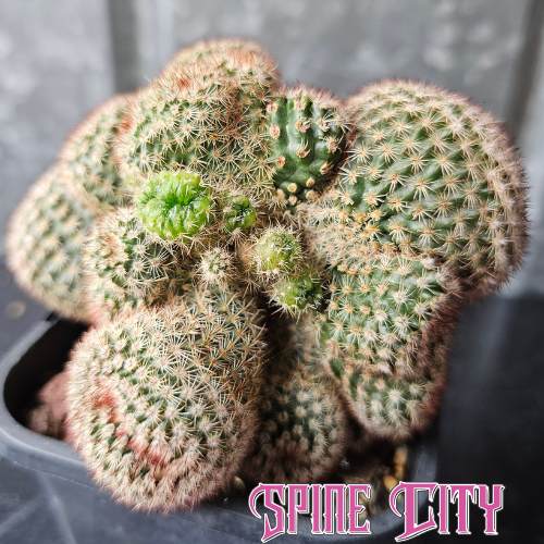 Notocactus rutilans freak cactus with double heads and irregular near-crested growth