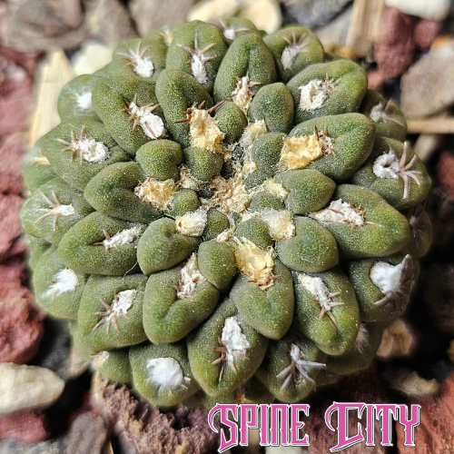 Chileorebutia carneoflora with an earthen green, stacked notched body and tiny spines.