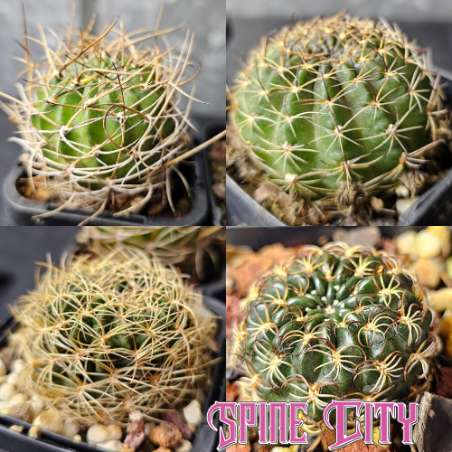 Cactus bundle of 4 Lobivia including Spine City hybrids and pure species, grown by Australia’s leading Lobivia producer.