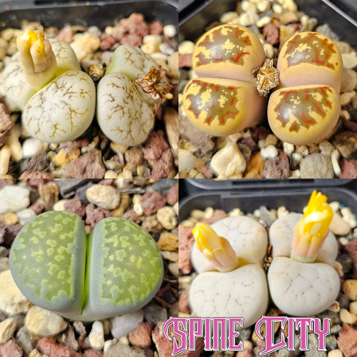 Lithops bundle 4 plants everyday growing selection