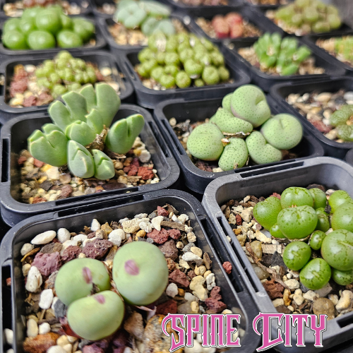 Conophytum bundle 20 plants mixed species winter growing succulents collection
