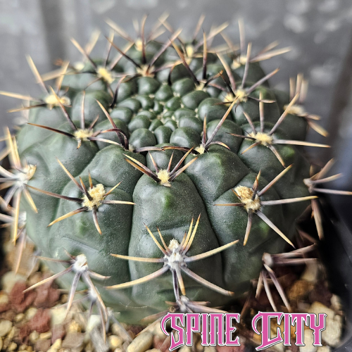 Gymnocalycium borthii large slow grown specimen with dark rich green body and strong structure