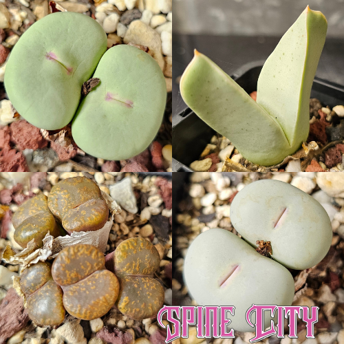 Conophytum bundle (4 plants) – assorted miniature succulents grown from seed, Spine City Australia