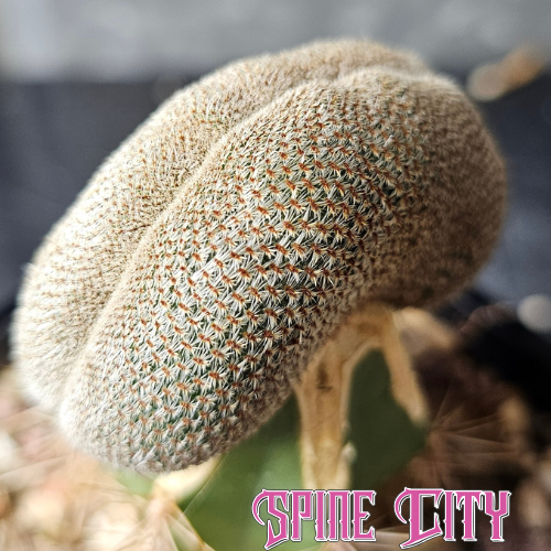 Rebutia heliosa crest with tight, fine spines creating a soft, fuzzy appearance