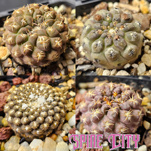Cactus bundle of 4 miniature Eriosyce (Chileorebutia forms) with otherworldly charm and striking character.