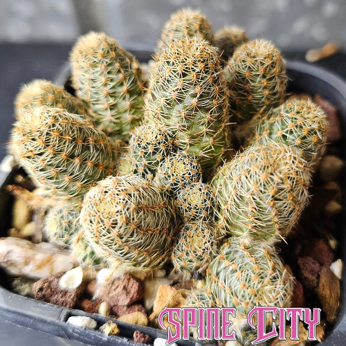 Mediolobivia EOS R333 v. roseiflora cactus with multiple heads and tight spines