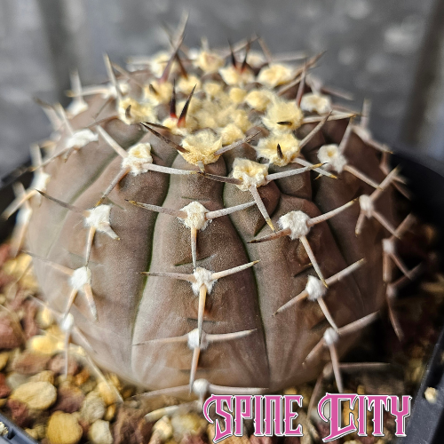 Gymnocalycium asterium relic grade large slow grown specimen with textured skin and geometric spines
