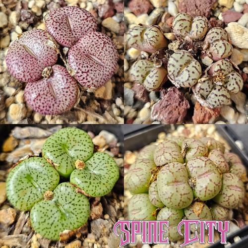 Conophytum bundle (4 plants) – mixed miniature succulents grown from seed, Spine City Australia