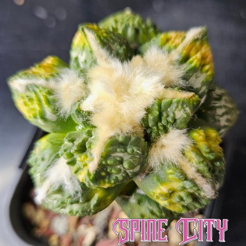 Ariocarpus Maruibo pectinatus variegated × Godzilla variegated hybrid with heavy texture and dense wool