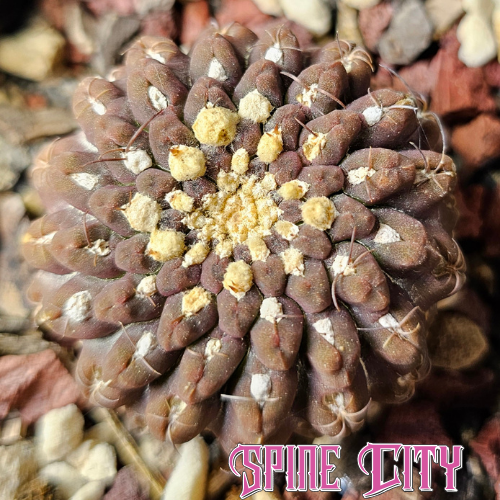Chileorebutia glabrescens with richly coloured textured skin and almost no visible spines.