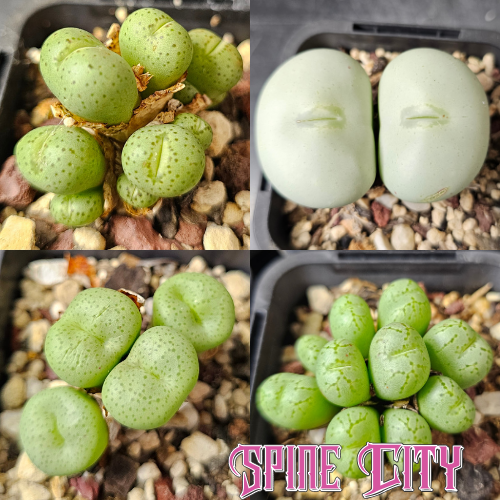 Conophytum bundle (4 plants) – unusual miniature succulents grown from seed, Spine City Australia