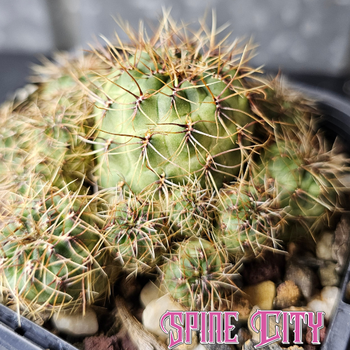 Sulcorebutia tarabucoensis cactus with green body and distinctive spines