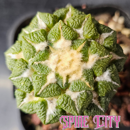 Ariocarpus kotschoubeyanus × Godzilla hybrid showing classic kotch form with bold Godzilla character