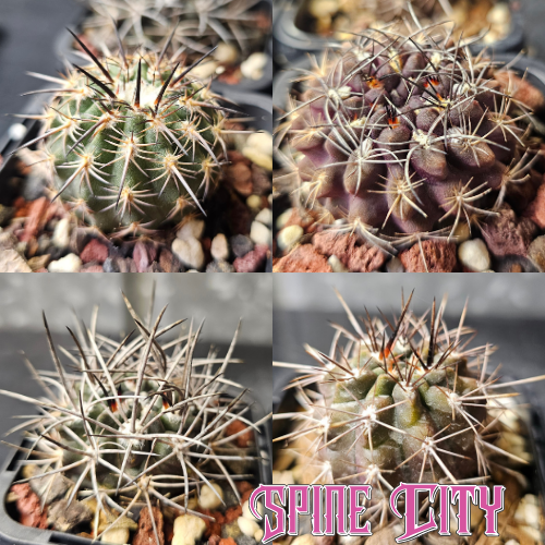 Cactus bundle of 4 Eriosyce species and hybrids with fresh, spiky character.