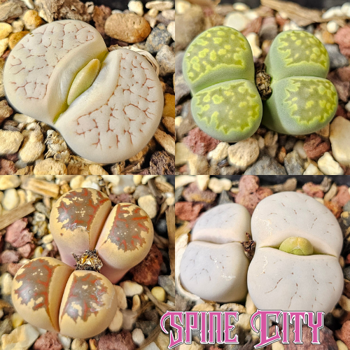 Lithops bundle 4 plants small unique forms selection