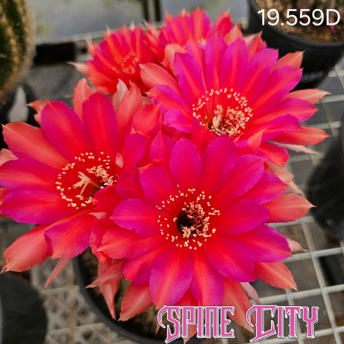 Echinopsis cv. Freddy’s Derby x Windigo flower showing large crimson red blooms with neon pink and orange accents