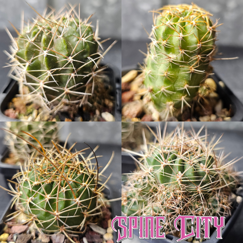 Cactus bundle of 4 Lobivia with hybrids and species, grown by Australia’s leading Lobivia producer, ready for a flower show.