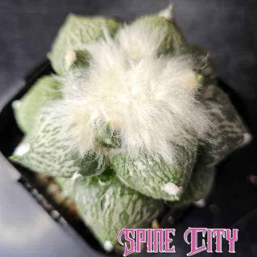 Ariocarpus complex hybrid cactus with deep green colour and heavy bright wool across the crown