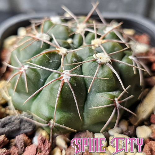 Gymnocalycium sutterianum aff. with a notched body and compressed spines sitting flat against the body.