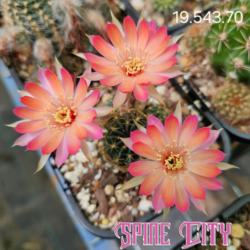 Lobivia cv. Firefly flowering cactus with radiant orange-pink blooms and luminous layered petals at Spine City