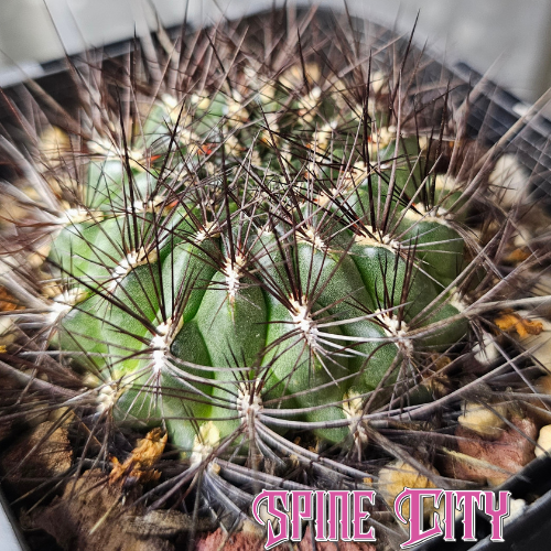 Sulcorebutia totorensis cactus with dark green body and black spines
