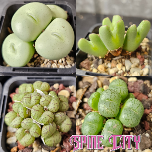 Conophytum bundle (4 plants) – curious miniature succulents grown from seed, Spine City Australia