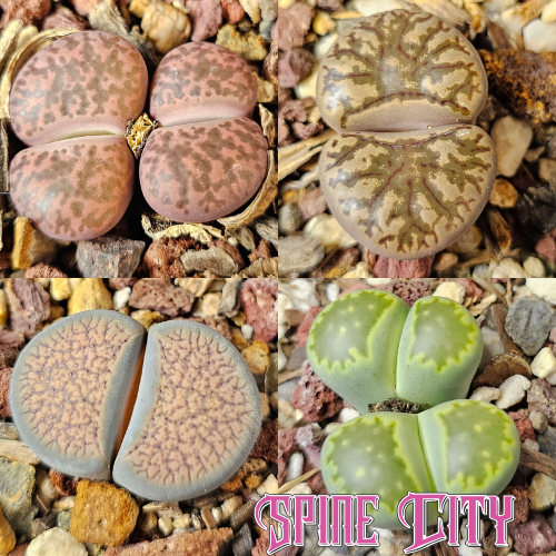 Lithops bundle 4 plants texture and tone variation