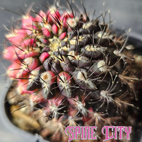 One-of-a-kind Eriosyce hybrid with a midnight-black body, vivid neon pink variegation and fierce black