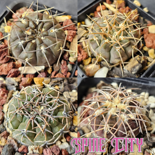 Select Gymno Field Collection bundle containing four Gymnocalycium species with individual field and collector codes.