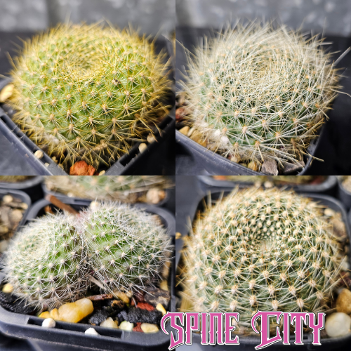 Cactus bundle of 4 Rebutia with clumping growth and extravagant flowers.