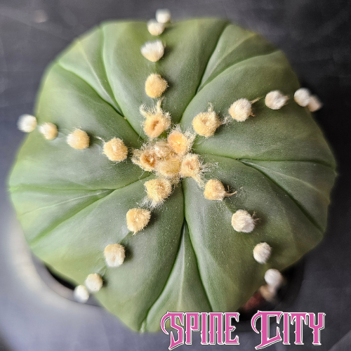 Astrophytum asterias cv. Fukuryu with deep green body, strong rib geometry and pronounced fluffy areoles