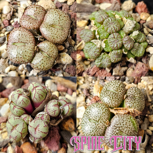 Conophytum bundle (4 plants) – mixed miniature succulents grown from seed, Spine City Australia