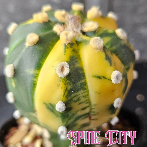 Astrophytum asterias variegated cactus with emerald green body and vibrant variegation