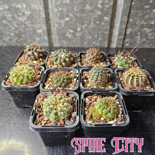 Squirrel Stash - 10 plants