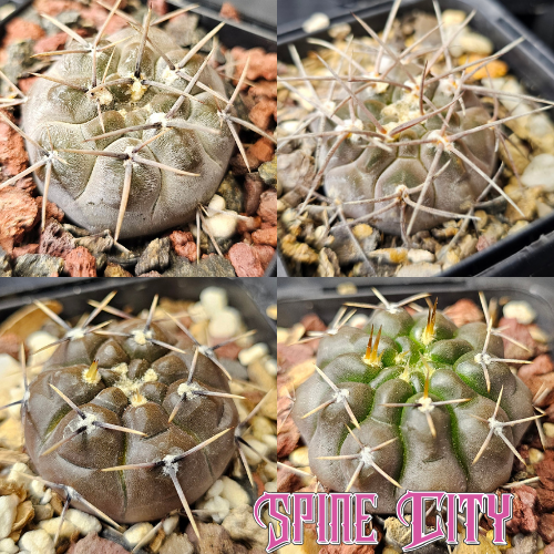 Rugged Gymnocalycium cactus bundle of four frost-toned forms grown from premium seed
