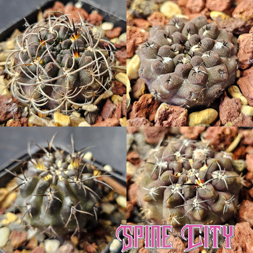 Midnight Edition cactus bundle featuring four dark-bodied Eriosyce with contrasting spines, forms and textures.