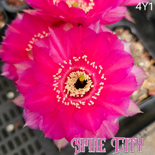Ultra-pink Lobivia hybrid 4Y1 with intensely saturated, high-volume cupped flower