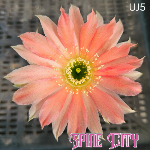 Lobivia hybrid UJ5 peach and coral cactus flower with pink streaks, yellow halo and green centre 1-Code