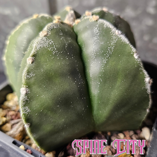 Large mature Astrophytum myriostigma  with deep green body, light flocking and rounded star-shaped form.