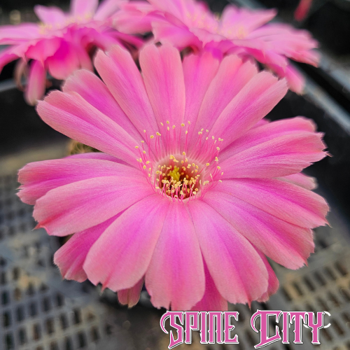 Large candy pink Lobivia hybrid (H5C) flower with neon peach margins, evolving from deep pink to bright peach tones over several days.