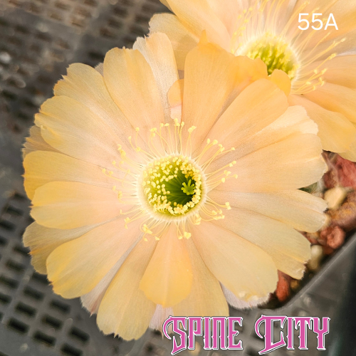 Lobivia hybrid 55A creamy mango bloom chartreuse centre large soft rounded petals