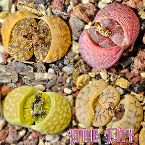 Four seed-grown Lithops showing natural colour and pattern variation, arranged together as a mixed pack of living stones.