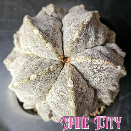 Large Astrophytum cv. FK1 with dense Onzuka patterning, Fukuryu rib detailing and a full rounded form