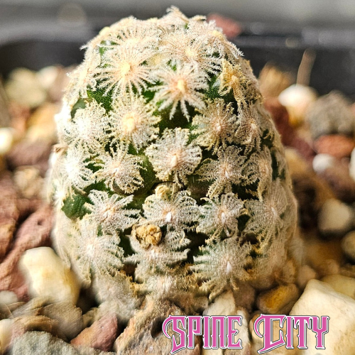 Mammillaria theresae cactus with delicate feather-like spines and pink and white flowers