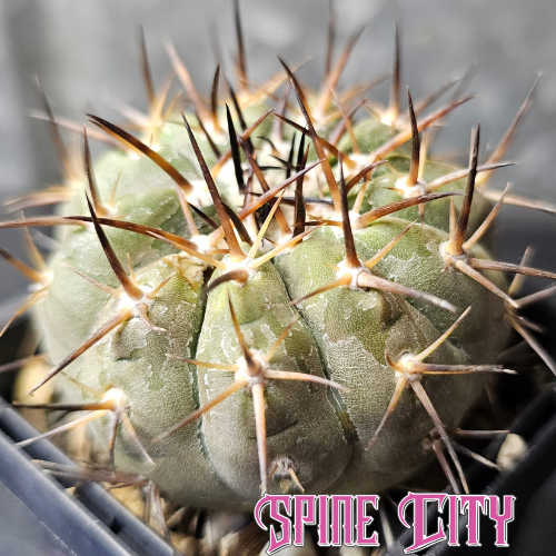 Copiapoa cinerea JN2027 cactus with glaucous skin and classic rounded form