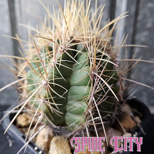 Large old seed-grown Thelocactus sp. with prominent honey-yellow spines and a commanding mature form.